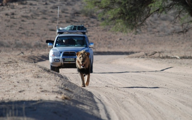 Best Safari In South Africa